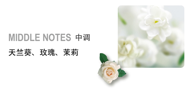MIDDLE NOTES 中调 天竺葵、玫瑰、茉莉